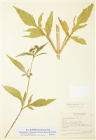 藏品(巨大鬼針)的圖片